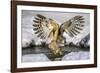 Blakiston's fish owl, Hokkaido, Japan-Art Wolfe Wolfe-Framed Photographic Print