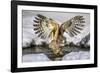 Blakiston's fish owl, Hokkaido, Japan-Art Wolfe Wolfe-Framed Photographic Print