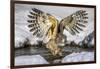 Blakiston's fish owl, Hokkaido, Japan-Art Wolfe Wolfe-Framed Photographic Print