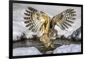 Blakiston's fish owl, Hokkaido, Japan-Art Wolfe Wolfe-Framed Photographic Print