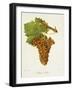Blanc Auba Grape-J. Troncy-Framed Giclee Print