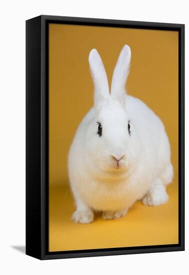 Blanc De Hotot Rabbit-Lynn M^ Stone-Framed Stretched Canvas