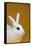 Blanc De Hotot Rabbit-Lynn M^ Stone-Framed Stretched Canvas