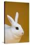 Blanc De Hotot Rabbit-Lynn M^ Stone-Stretched Canvas