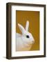 Blanc De Hotot Rabbit-Lynn M^ Stone-Framed Photographic Print