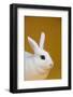 Blanc De Hotot Rabbit-Lynn M^ Stone-Framed Photographic Print