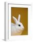 Blanc De Hotot Rabbit-Lynn M^ Stone-Framed Photographic Print