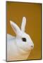 Blanc De Hotot Rabbit-Lynn M^ Stone-Mounted Photographic Print