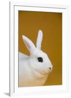 Blanc De Hotot Rabbit-Lynn M^ Stone-Framed Photographic Print