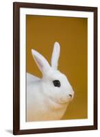 Blanc De Hotot Rabbit-Lynn M^ Stone-Framed Photographic Print