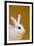 Blanc De Hotot Rabbit-Lynn M^ Stone-Framed Photographic Print