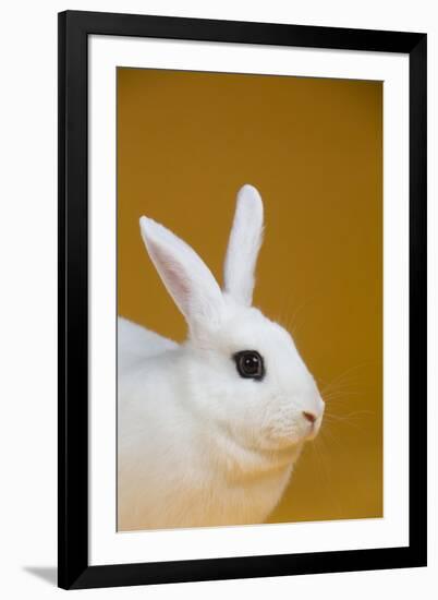Blanc De Hotot Rabbit-Lynn M^ Stone-Framed Photographic Print