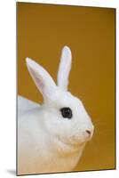 Blanc De Hotot Rabbit-Lynn M^ Stone-Mounted Photographic Print