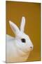 Blanc De Hotot Rabbit-Lynn M^ Stone-Mounted Photographic Print