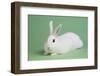 Blanc De Hotot Rabbit-Lynn M^ Stone-Framed Photographic Print