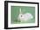 Blanc De Hotot Rabbit-Lynn M^ Stone-Framed Photographic Print