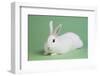 Blanc De Hotot Rabbit-Lynn M^ Stone-Framed Photographic Print