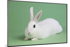 Blanc De Hotot Rabbit-Lynn M^ Stone-Mounted Photographic Print