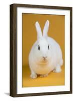 Blanc De Hotot Rabbit-Lynn M^ Stone-Framed Photographic Print