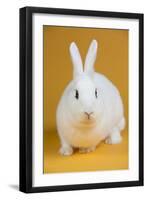 Blanc De Hotot Rabbit-Lynn M^ Stone-Framed Photographic Print