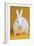 Blanc De Hotot Rabbit-Lynn M^ Stone-Framed Photographic Print