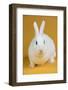 Blanc De Hotot Rabbit-Lynn M^ Stone-Framed Photographic Print