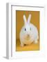 Blanc De Hotot Rabbit-Lynn M^ Stone-Framed Photographic Print