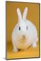 Blanc De Hotot Rabbit-Lynn M^ Stone-Mounted Photographic Print