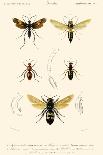 Antique Bees II-Blanchard-Art Print