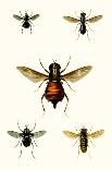 Entomology Series V-Blanchard-Art Print