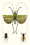 Entomology Series VII-Blanchard-Art Print