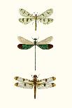 Entomology Series III-Blanchard-Art Print