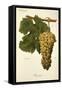 Blanchier Grape-A. Kreyder-Framed Stretched Canvas