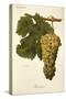 Blanchier Grape-A. Kreyder-Stretched Canvas