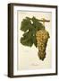 Blanchier Grape-A. Kreyder-Framed Giclee Print