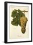 Blanchier Grape-A. Kreyder-Framed Giclee Print