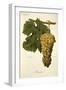 Blanchier Grape-A. Kreyder-Framed Giclee Print