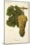 Blanchier Grape-A. Kreyder-Mounted Giclee Print
