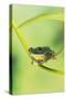 Blanford Tree Frog Gripping Plant Stem-null-Stretched Canvas