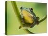 Blanford Tree Frog Gripping Plant Stem-null-Stretched Canvas