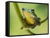 Blanford Tree Frog Gripping Plant Stem-null-Framed Stretched Canvas