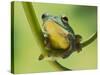 Blanford Tree Frog Gripping Plant Stem-null-Stretched Canvas