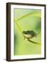 Blanford Tree Frog Gripping Plant Stem-null-Framed Photographic Print