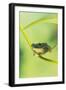 Blanford Tree Frog Gripping Plant Stem-null-Framed Photographic Print