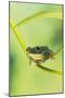 Blanford Tree Frog Gripping Plant Stem-null-Mounted Photographic Print