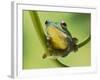 Blanford Tree Frog Gripping Plant Stem-null-Framed Photographic Print