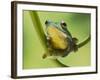 Blanford Tree Frog Gripping Plant Stem-null-Framed Photographic Print