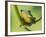 Blanford Tree Frog Gripping Plant Stem-null-Framed Photographic Print