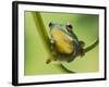 Blanford Tree Frog Gripping Plant Stem-null-Framed Photographic Print