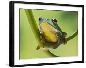 Blanford Tree Frog Gripping Plant Stem-null-Framed Photographic Print